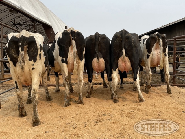 (36 Head) Holstein cows